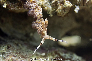 Flabellina engeli 
Nudibridge-making
Bunaken,Sulawesi,I... by Hans-Gert Broeder 